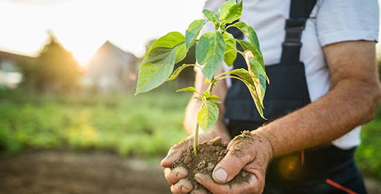 Man holding small tree ready to be planted