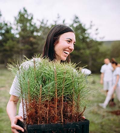 Woman holding a box of small pine saplings