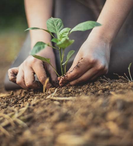 Planting a seedling in the earth